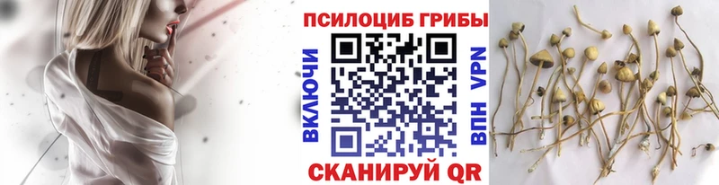 Галлюциногенные грибы GOLDEN TEACHER  Купить  Опочка 